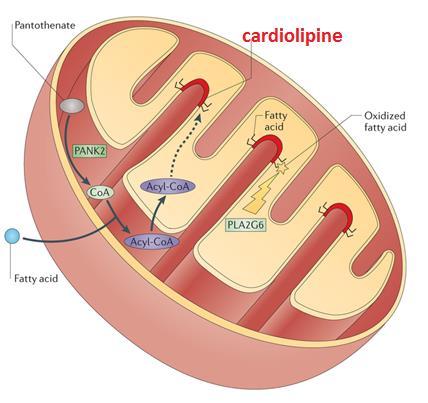 Les cardiolipines de la membrane interne Responsables de