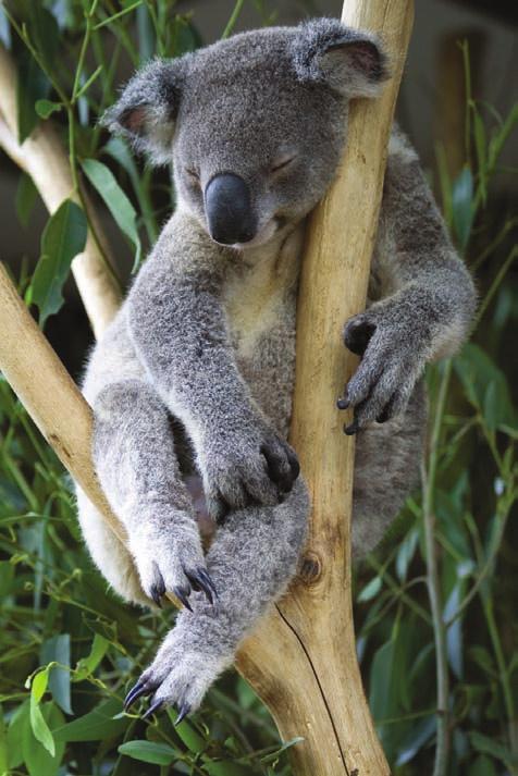 Fiche 4 c 10 Le koala Habitat Le koala vit dans les forêts d eucalyptus de l Australie. Il passe tout son temps dans les arbres. Il dort enroulé sur une branche.