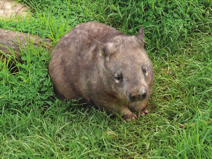 Il a de petits yeux et des oreilles rondes. S il est en danger, le wombat peut courir vite. Alimentation Le wombat est un herbivore. Les herbivores mangent des plantes.