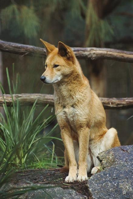 Fiche 4 e 12 Le dingo Habitat Le dingo est une sorte de chien sauvage qui vit en Australie. On le trouve dans les endroits où il n y a pas beaucoup d arbres et dans les zones sèches.