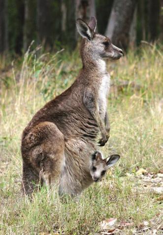 kangourou, le wallaby, le