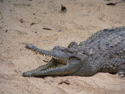 crocodile marin et le crocodile d eau douce.