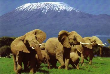 Un des traits particuliers d Amboseli est la possibilité de prendre de superbes photos d éléphants, type carte postale, avec en toile de