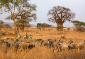 (Trajet de 3-5 heures approximativement) - Déjeuner pique-nique - Safari l'après-midi : découverte du Parc National de Serengeti.