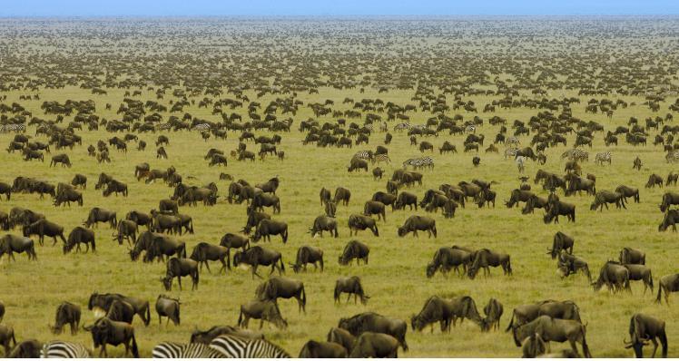 D une superficie de 14 800 Km2, il est contigu au Ngorongoro à l Est et au Masai Mara (Kenya) au Nord.