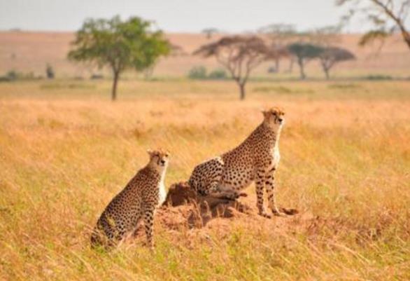 Le Parc National de Serengeti abrite en effet une faune considérable en toute saison: gazelles, antilopes, girafes, buffles, zèbres, chacals, phacochères, singes tous y sont réunis.