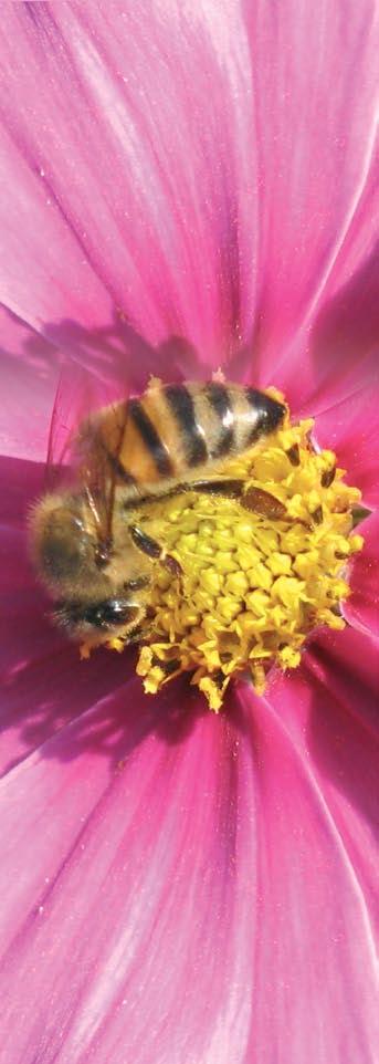 Pour faire entendre la voix des apiculteurs, il faut définir une stratégie commune. C est ce qui est en cours d élaboration.