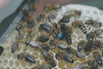 C o p a - C o g e c a 2. LES ABEILLES SONT MENACÉES Depuis quelques années, les apiculteurs font cependant des constats alarmants à plusieurs niveaux. a. Le cheptel Ils observent un dépérissement du cheptel et, de là, une perte croissante et importante de la productivité et de la rentabilité dans certaines régions depuis plus de 10 ans.