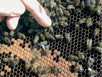 vont directement influencer le cycle de vie des abeilles, les possibilités de récolte de miel et de pollen, allant même dans certains cas (sécheresses.