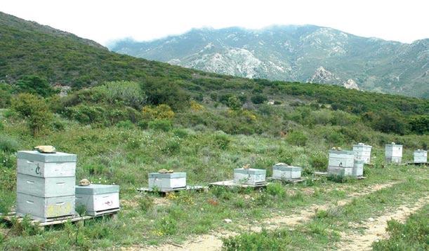 dgets aux besoins réels. b. Au niveau des apiculteurs : Il faut maintenir et développer durablement la rentabilité de l activité apicole.