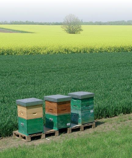 revenus (gage de dynamisme). Dans le cadre du développement rural, on devrait par exemple aider à améliorer l organisation des apiculteurs en structures de commercialisation (groupements associatifs).