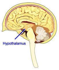 Hypothalamus et
