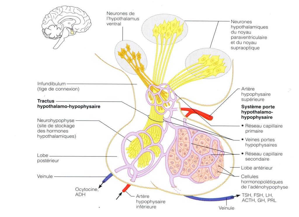 Hypothalamus et régulation hormonale Hypothalamus Hypophyse