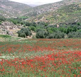 الجزء الثالث تقارير الدول ودراسات الحالة : إسرائيل المناطق النباتية الهامة في جنوب وشرق البحر المتوسط.