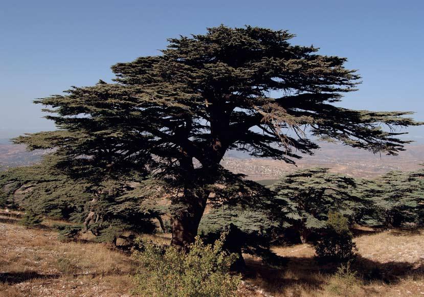 الجزء الثالث تقارير الدول ودراسات الحالة : لبنان المناطق النباتية الهامة في جنوب وشرق البحر المتوسط. المواقع ذات األولوية للحفظ 54 أرز لبنان Cedrus libani في غابة معاصر الشوف.
