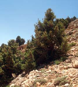 المناطق النباتية الهامة في جنوب وشرق البحر المتوسط.