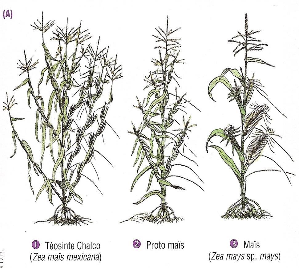 Evolution du maïs sous l