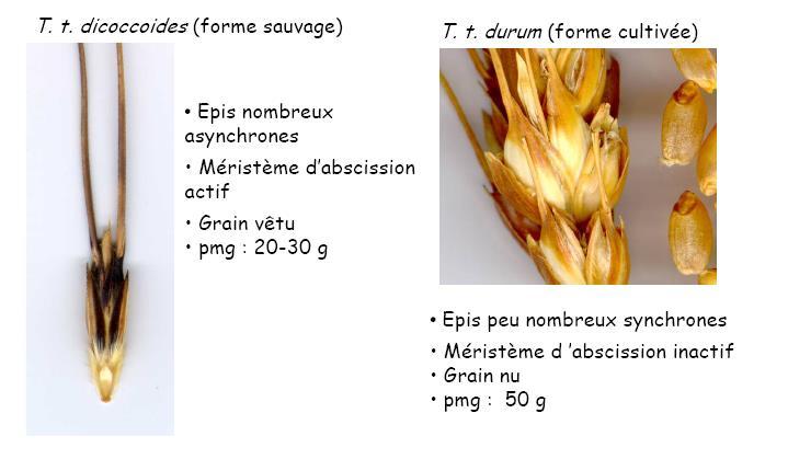 Comparaison entre le blé dur (Triticum turgidum) et son ancêtre supposé Rachis Apparition de blé avec rachis ( point d attache)