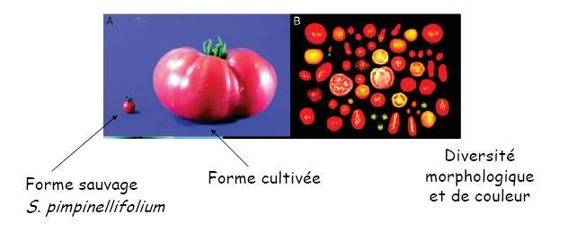 Autres exemples de domestication La tomate (Solanum lycopersicum) Modification de