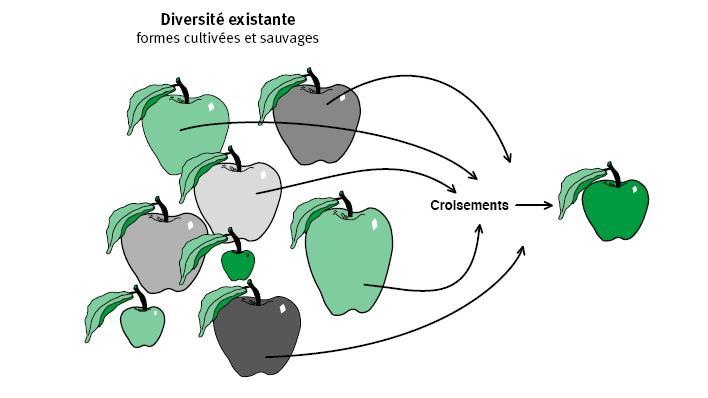 Objectifs et Principes de la sélection Objectif principal - Création de plantes homogènes = variétés à partir de la diversité EXISTANTE
