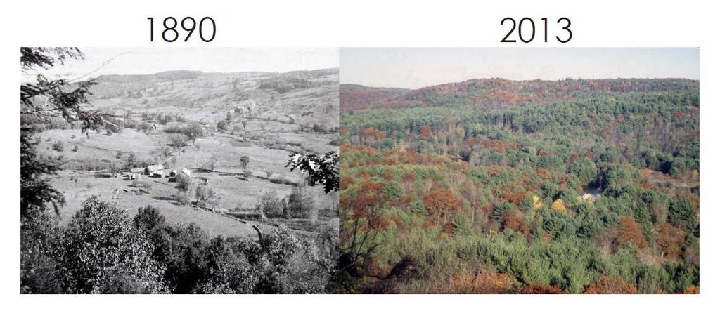 L évolution du paysage estrien La forêt estrienne est jeune (50 ans en moyenne) et a été récoltée 3 fois depuis la colonisation.