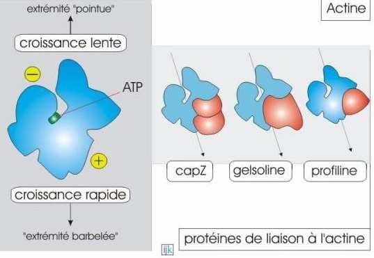 Les protéines CapZ, Gelsoline et Profiline se lient au bout + du monomères d'actine G pour réguler la