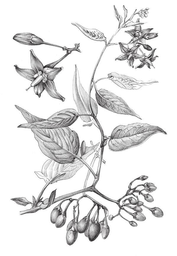 LA DOUCE-AMÈRE En sorcellerie la douce-amère était dénommée «herbe d amour», ce qui laisse supposer que les cueilleuses de plantes connaissaient parfaitement ses propriétés.