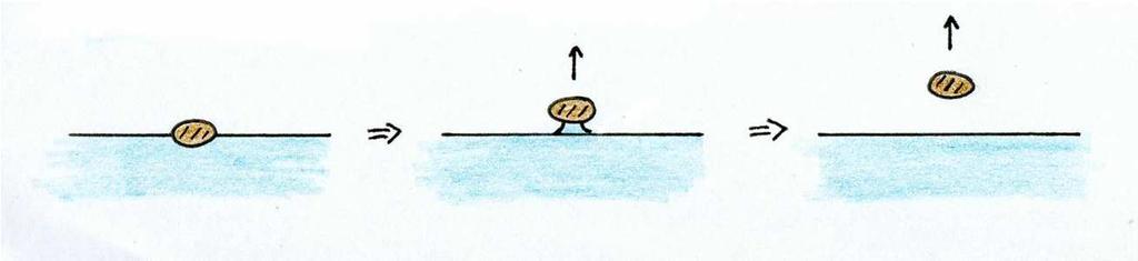 Potentiel matriciel h Le potentiel matriciel ou potentiel hydrique est la pression de l'eau du sol