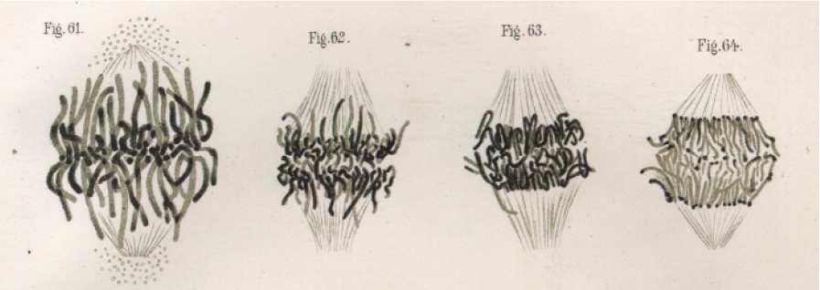 Un peu d étymologie Mitose : du grec mitos = «filament» Une histoire de filaments vus au microscope après