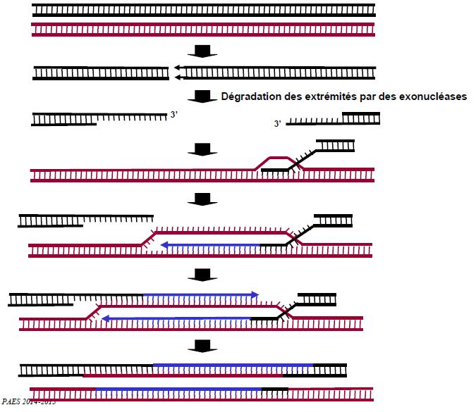 SYSTEME DE RECOMBINAISON 1. EXEMPLE 1 : recombinaison entre deux brins d ADN initiée par cassure simple brin C est une modification minime causée par des cassures.