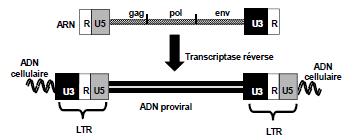 2. Les différents types de rétrovirus Le génome du rétrovirus comporte des séquences R, U5 et U3, redistribuées de part et d'autre de l'adn double