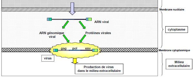 Les rétrovirus défectifs : ils arrêtent le cycle rétroviral, sauf si la cellule hôte comporte un autre provirus.
