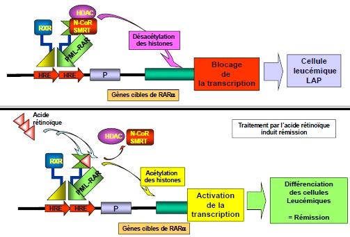 Il y a altération de la régulation transcriptionnelle du gène et il peut y avoir altération de la fonction biochimique de la protéine ou non.