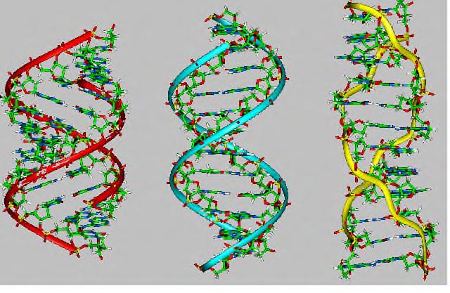 (a) (b) (c) Figure 30: les trois formes de l AD : (a) forme A, (b) forme B et (c) forme Z. I.6. La chromatine: organisation fonctionnelle du génome I.6.1.