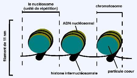 Figure 6. Eléments de définition du nucléosome et du chromatosome.