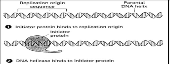 3 séquences de 13pb Sites de liaison à la protéine dnaa : séquences de 9pb.