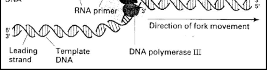 Figure 15: La fourche de réplication montrant les protéines majeures. II.2.1.3. La terminaison Les deux fourches de réplication du chromosome circulaire d E.