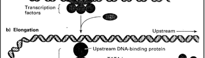 Modifications post-transcriptionnelles chez les eucaryotes L ARm est modifié en général aux deux extrémités 5 et 3 par des enzymes spécifiques en plus de l épissage qui coupe les
