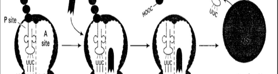 V.4.3. Terminaison C est le dernier stade de la synthèse des protéines. Le signal pour la terminaison est l un des codons de terminaison dans l ARm : UAA, UAG et UGA.