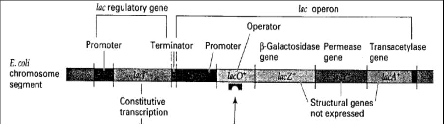 A B Figure 39: Régulation de l expression de l opéron lactose en absence (A) et en présence (B) du lactose. E.