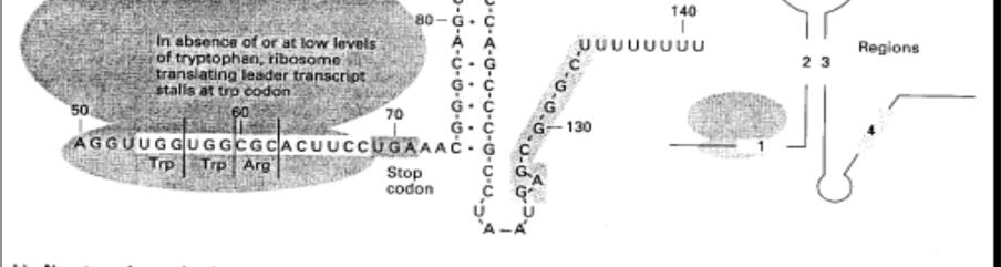 Figure 42: Modèle d atténuation dans l opéron tryptophane d E. coli. VI.1.3. L opéron arabinose C est un mécanisme de régulation chez E.