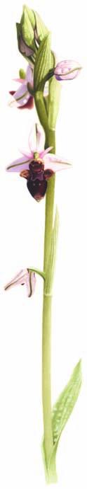 Jacky JOUSSON, qui aime à croquer sur le motif les belles sauvages de ses côteaux charentais, a recueilli dans ses carnets trois spécimens magnifiques: Ophrys lutea (Fig.