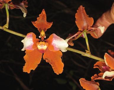 Nombre d espèces nouvelles d Orchidées endémiques et d autres familles de plantes y ont en effet été décrites dans la dernière décennie.