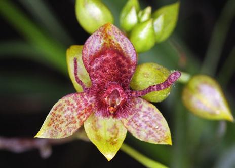 Plusieurs d entre nous en profitent pour compléter leurs connaissances sur les milliers d orchidées équatoriennes cultivées ici et quelques-uns passent commande de plantes qui seront livrées en