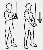 24 Triceps barre au front Execution du mouvement Barre droite ou Z (conseillé), allongé sur le banc, descendre la barre au