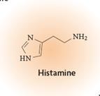 INFLAMMATION AIGUE B - Médiateurs provenant des cellules Amines Vasoactives Deux amines, l histamine et la sérotonine, sont particulièrement