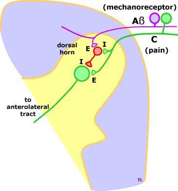 Control de la douleur Cerveau Moelle spinale Douleur Le fibres A-beta (violet) portent le sensation de la pression (mechanoreceptor) au moelle spinal.