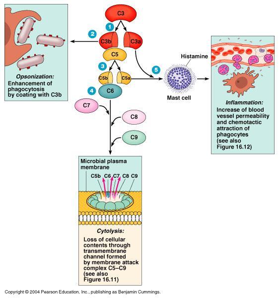 Fonctions du complement C3b et C3bi, lorsqu ils sont fixés à la paroi bactérienne, jouent le rôle d opsonine et favorisent la phagocytose par les neutrophiles et les macrophages, porteurs de