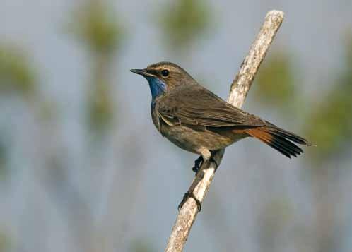 La poursuite de la surveillance continue de l avifaune commune (SOCWAL), combinée à la mise en place de plans de vigilance spécifiques pour les oiseaux moins répandus, permettra de rassembler