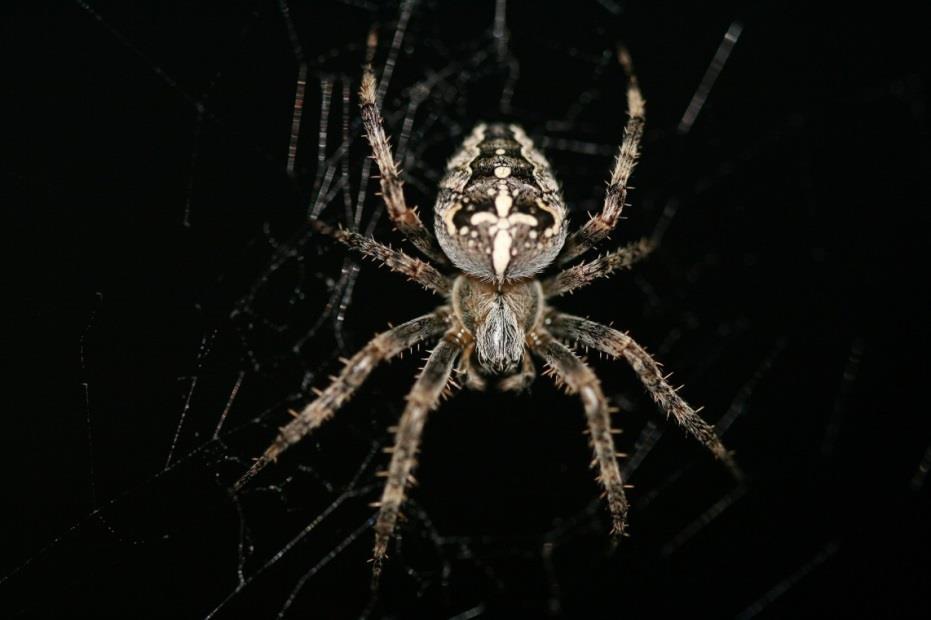 Les différentes techniques de chasse des araignées Epeire Diadème, WikimediaImages, CC0 Public Domain On dénombre actuellement environ 47 000 espèces d araignées dans le monde, et des nouvelles sont